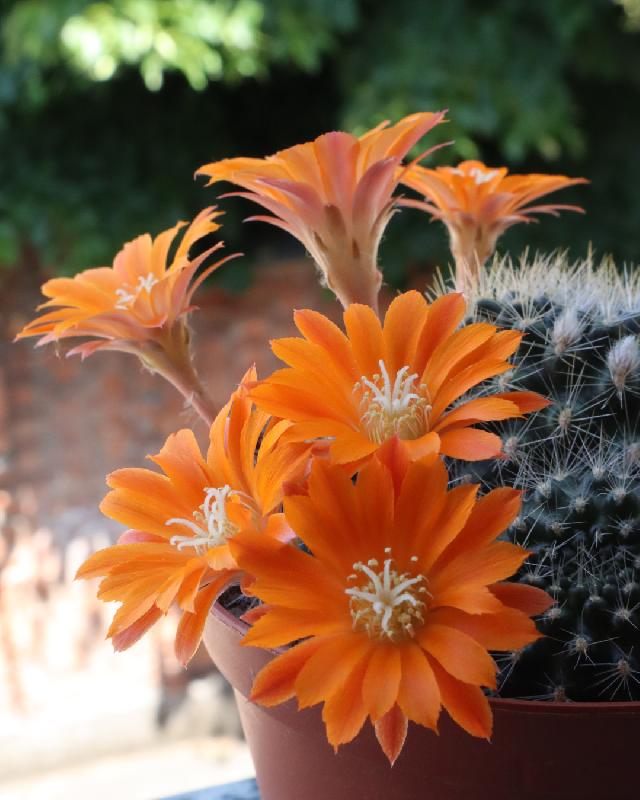 Rebutia_krainziana_3.jpg